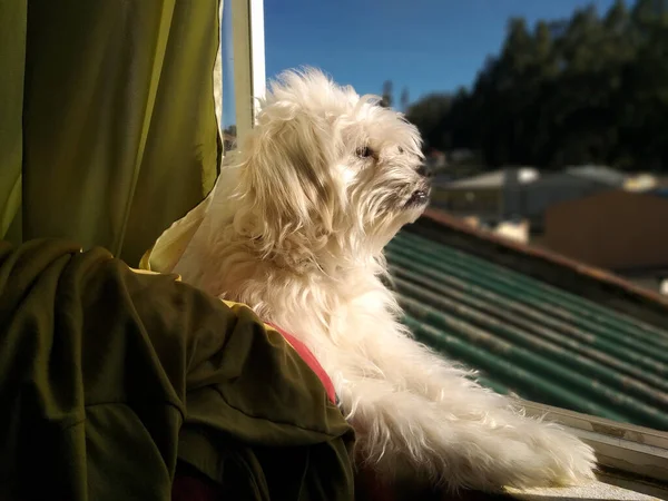 Cachorro Tomando Sol Totalmente Relajado Ventana Día Muy Soleado Imagen —  Fotos de Stock