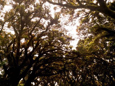 Birincil ormandaki ağaçlar sarmaşığa dönüştü. İçlerinden gökyüzünü zar zor görebiliyorsunuz..