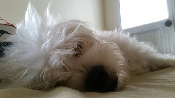 Filhote Cachorro Dormindo Cama Seu Dono Dentro Quarto — Fotografia de Stock