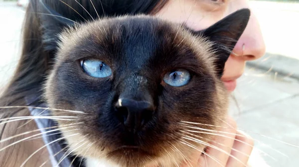 Primer Plano Gato Siamés Con Grandes Ojos Azules Siendo Sostenido —  Fotos de Stock