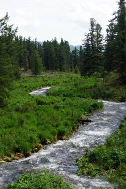 Tayga ormanındaki güzel kıvrımlı dere