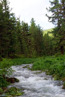 Tayga ormanındaki çok güzel bir dere.                                