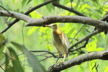 Hindistan 'ın batı bengal bölgesindeki Sundarban delta bölgesinde bulunan bir dalda bulunan kuş tüyünün üreme tüyleri (ardeola grayii).