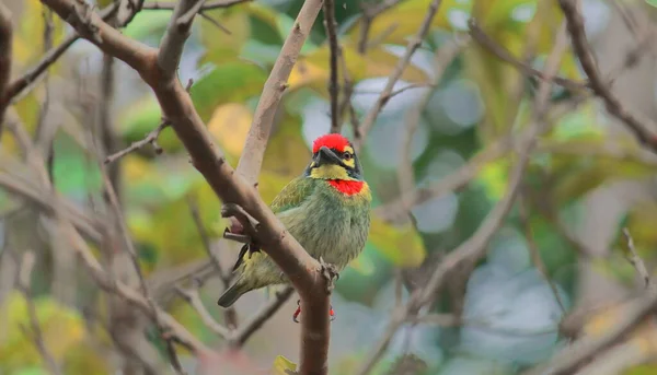 位于印度西孟加拉邦Kolkata的Chintamoni Kar鸟类保护区的树枝上 栖息着一种铜粉状的或深红色的胸腹刺 Psilopogon Blood Acephalus — 图库照片