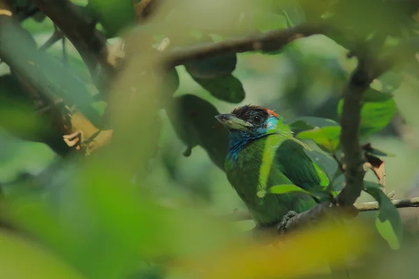 Camuflaje Hermoso Barbudo Garganta Azul Psilopogon Asiaticus Lado Arbusto Santuario — Foto de Stock