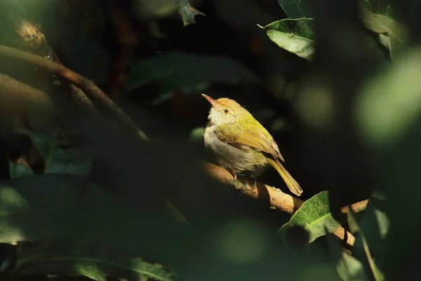 Gemeiner Schneidervogel Orthotomus Sutorius Einem Busch Vogelschutzgebiet Chintamoni Kar Kolkata — Stockfoto