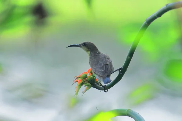 Nahaufnahme Eines Weiblichen Lila Sonnenvogels Cinnyris Asiaticus Sundarbans Delta Region — Stockfoto