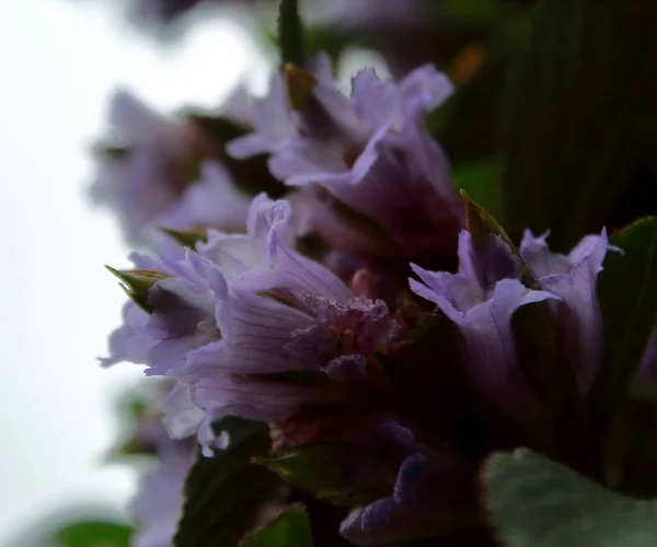 Flor Neelakurinji Endêmica Rara Strobilanthes Kunthiana Encontrada Ghats Ocidentais Área Fotos De Bancos De Imagens Sem Royalties