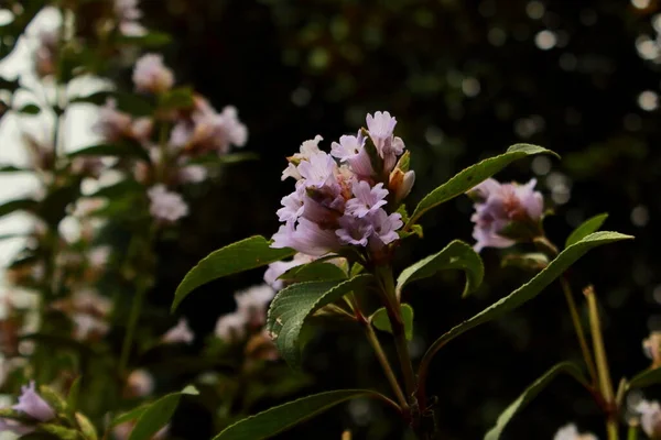 Flor Neelakurinji Endêmica Rara Strobilanthes Kunthiana Encontrada Ghats Ocidentais Área Imagens De Bancos De Imagens