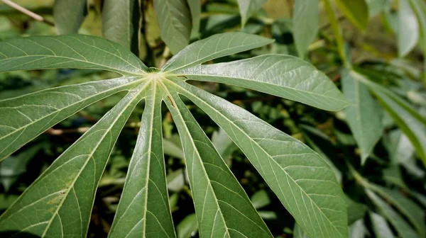 Yeşil bir Cassava Yaprağı Sabah Çekimi