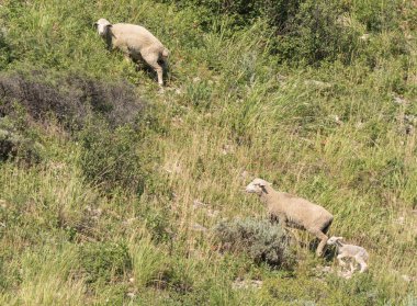 Doğada koyun. Çayır koyun. Koyun Hill