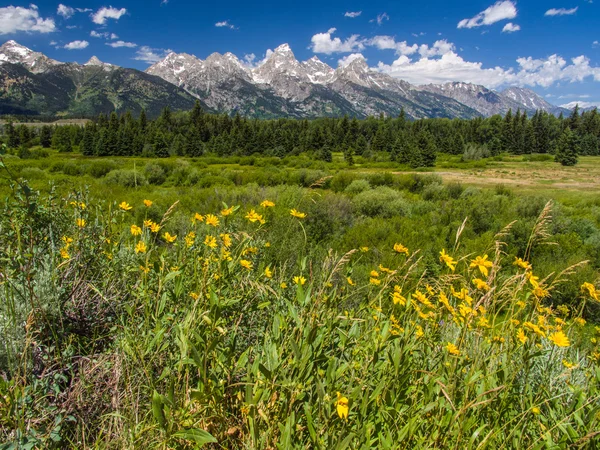 Schwabacher landing with yellow flowers — Stock Photo, Image