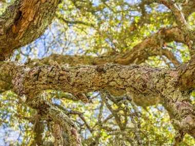 Dalları ile güneş ışığı