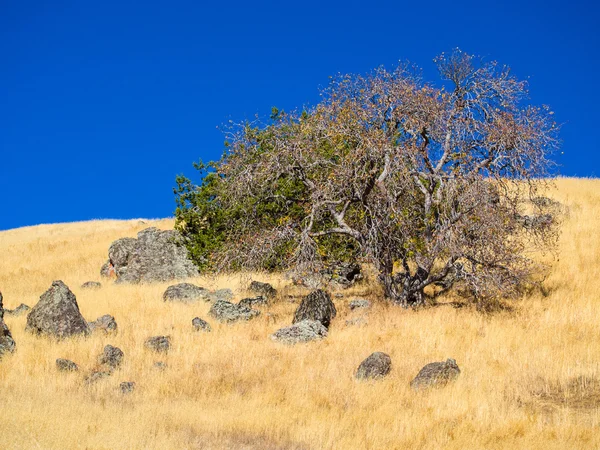 Single tree on the hill — Stock Photo, Image