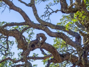 Dalları ile güneş ışığı