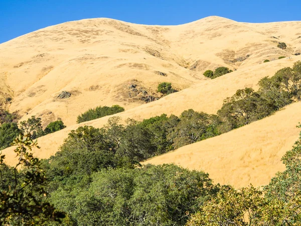 Mount Diablo, hill and tree — Stock Photo, Image