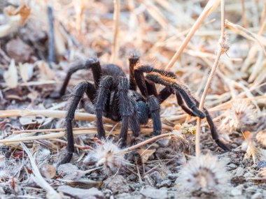 Örümcek Tarantula yere