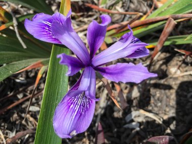 Mor Iris arka plan çiçeklenme