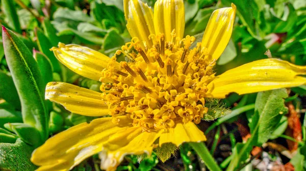 Bright yellow flower background — Stock Photo, Image