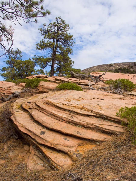 Unique rocky landscape of Zion National Park — Stock Photo, Image