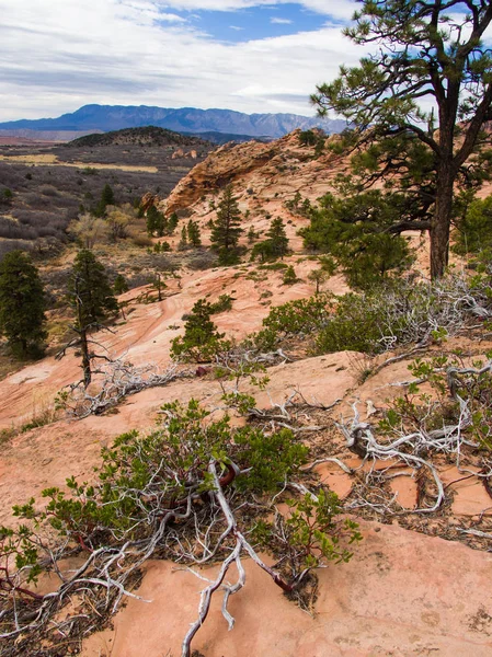 Paisagem rochosa única do Parque Nacional de Zion — Fotografia de Stock