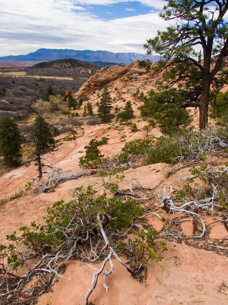 Paisaje rocoso único del Parque Nacional de Zion — Foto de Stock