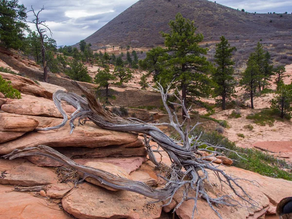 Dry log and hoodoo background — Stock Photo, Image