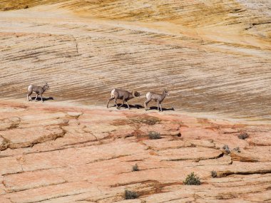 Vahşi dağ keçileri üçlüsü