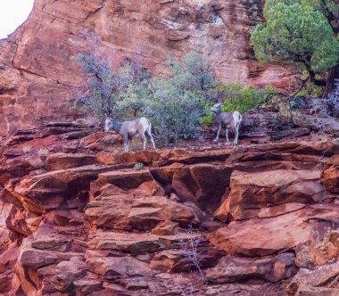 Vahşi dağ keçileri üçlüsü