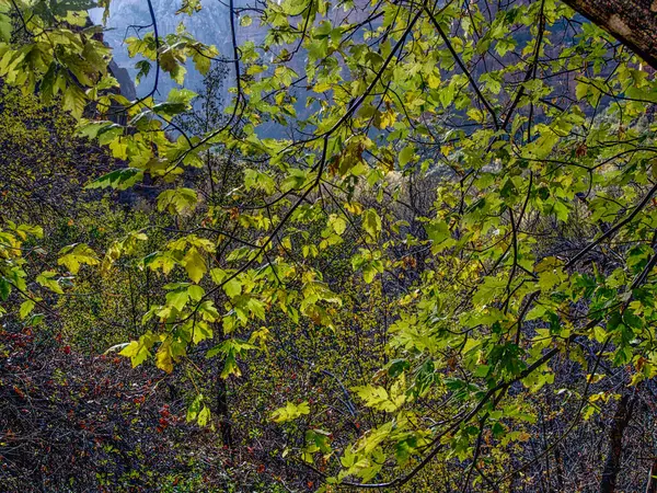 Paisagem colorida com fundo de folhas verdes — Fotografia de Stock