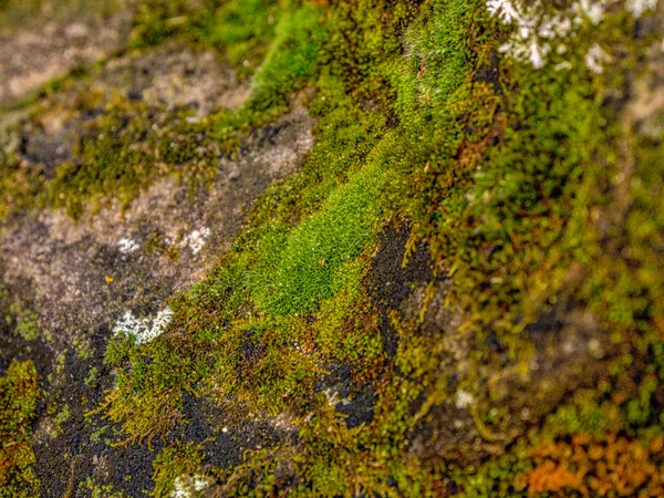 Piedra cubierta de musgo — Foto de Stock