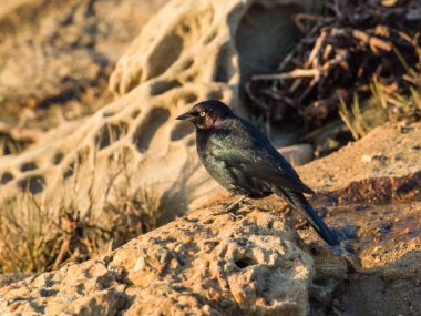 Yaban hayatı kuş. Bir taş üzerinde kuş