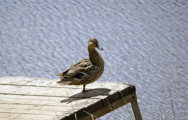 Ente Strand Sonniger Tag — Stockfoto