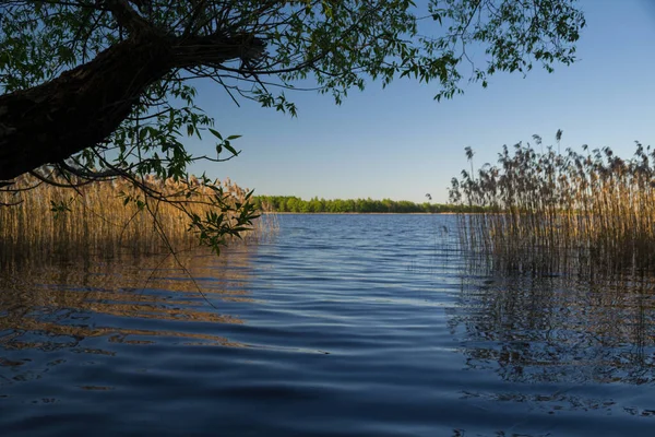 Återspegling Träd Vatten — Stockfoto