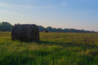 Samanlıkta saman yığını