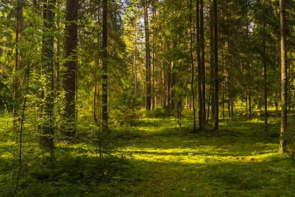 Promienie Słoneczne Lesie — Zdjęcie stockowe