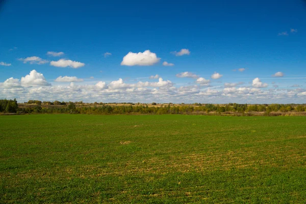 Zielona Łąka Błękitne Niebo — Zdjęcie stockowe