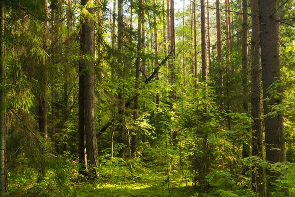 Pokój Lesie — Zdjęcie stockowe