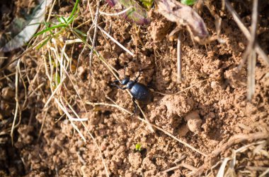 Kahverengi zeminde mavi bir böcek sürünüyor.