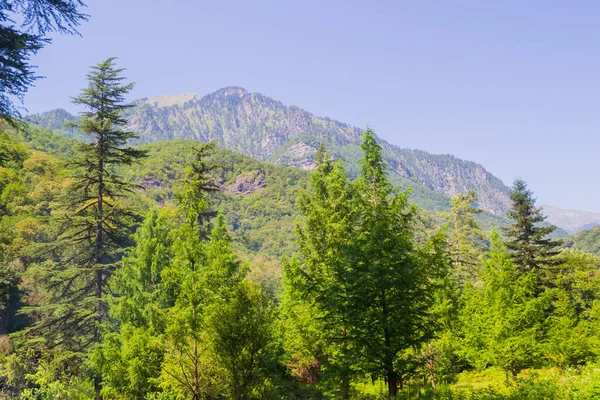 Groene Dennenbos Bergen Een Zonnige Dag — Stockfoto