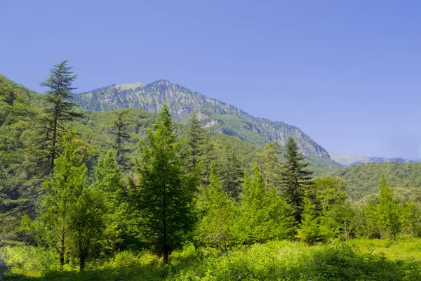 Зелений Ліс Горах Сонячний День Літо — стокове фото