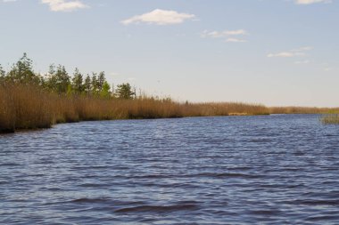 Arka plandaki göl ve uzun otlar