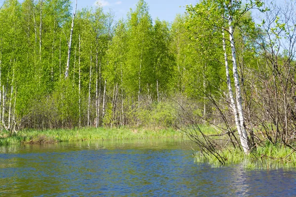 Drzewa Wodzie Wysoka Trawa Brzozy — Zdjęcie stockowe