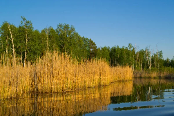 Reflektion Träd Och Högt Gräs Vattnet — Stockfoto