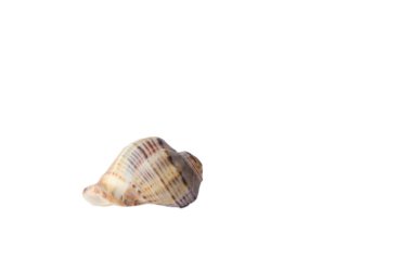 Deniz kabuğu beyaz arka planda, kahverengi renkte izole edilmiş