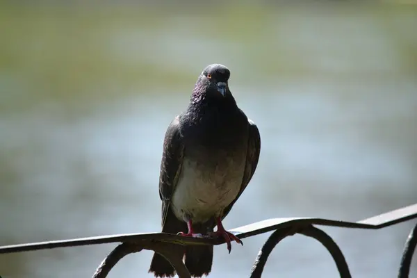 울타리에 비둘기 — 스톡 사진