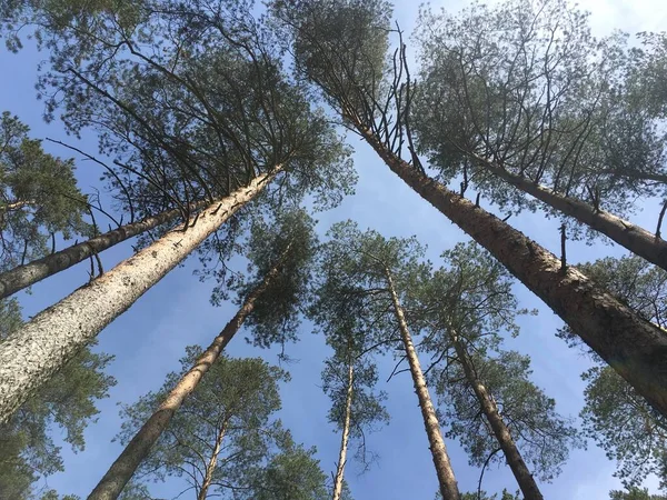 Tall trees in the forest, blue sky, Sunny day