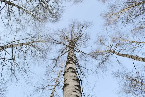 A tall tree in the forest against a clear sky