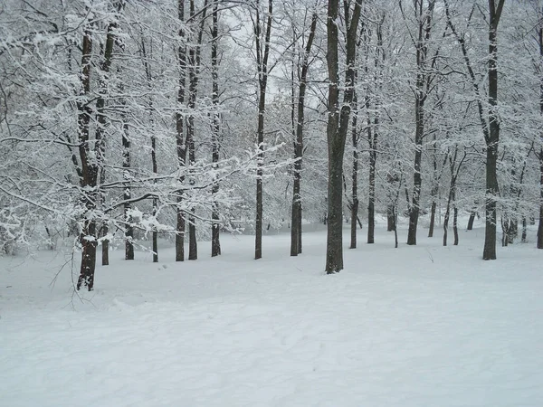 Paisaje Árboles Nieve Bosque Invierno —  Fotos de Stock