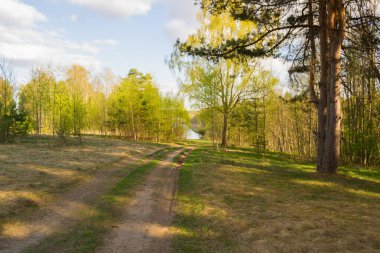 Güneşli bir günde Bahar ormanında bir yol